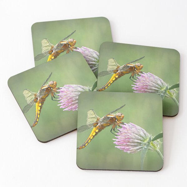 Item preview, Broad-bodied Chaser female on red clover flower designed and sold by Tony North.