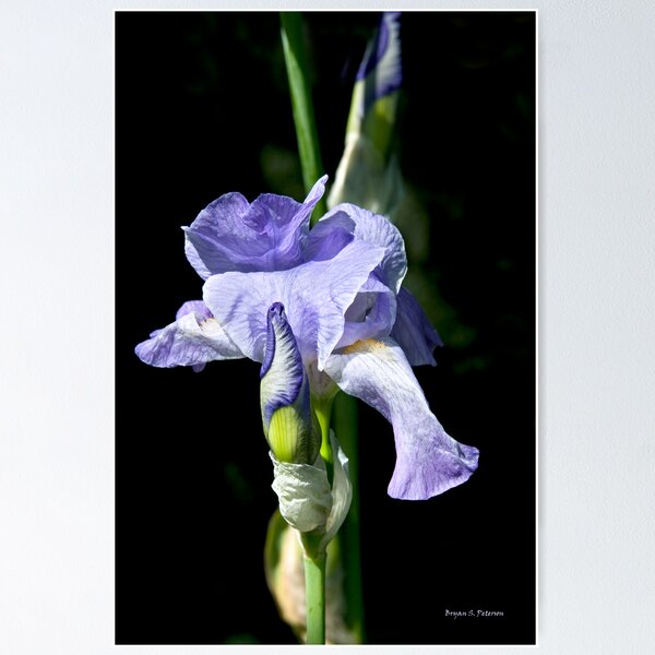 Item preview, Mom's Favorite Flower designed and sold by Buzzimage.