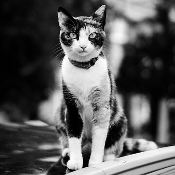 Calico Cat Sitting in Black and White Magnet for Sale by ..., حجم الصورة 360x360