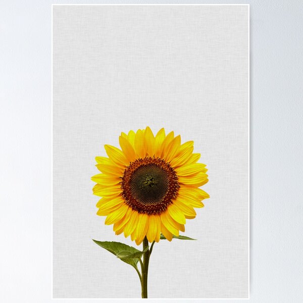 Item preview, Sunflower designed and sold by Orara Studio.