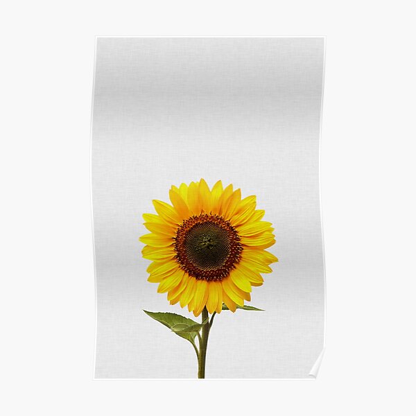 Sunflower Poster
