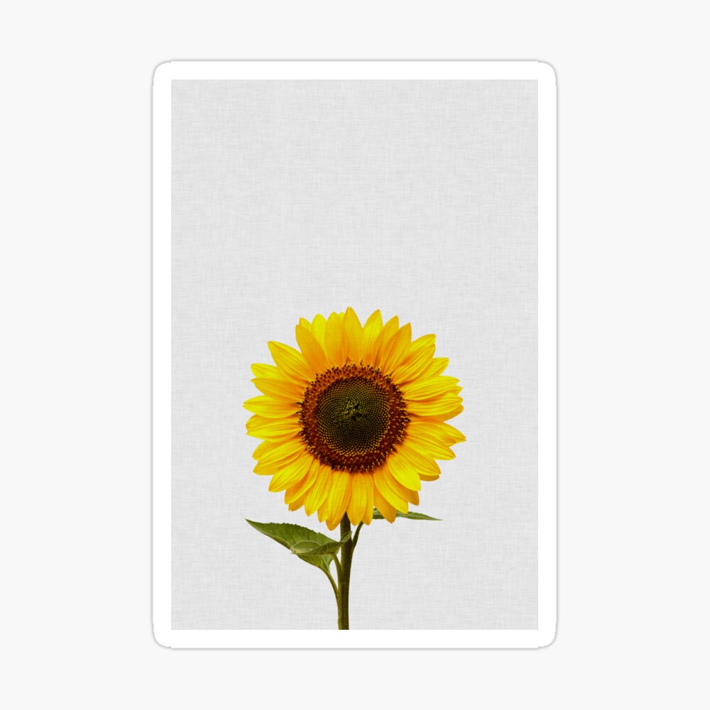 CafePress Sunflowers And Butterflies 11x14 Canvas Print 456702450 