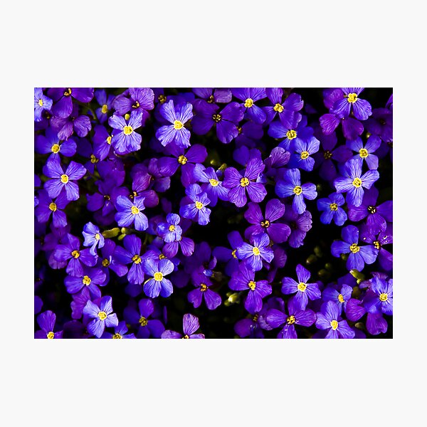 purple Haze Photographic Print