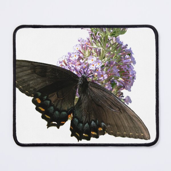 Item preview, Black Butterfly designed and sold by Harrisonphoto.