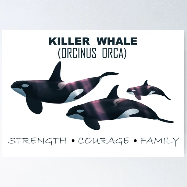 KILLER WHALE (ORCINUS ORCA) - strength, courage, family