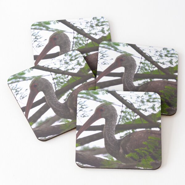 Item preview, Juvenile White Ibis Perched In A Tree  designed and sold by LisaWootenPhoto.