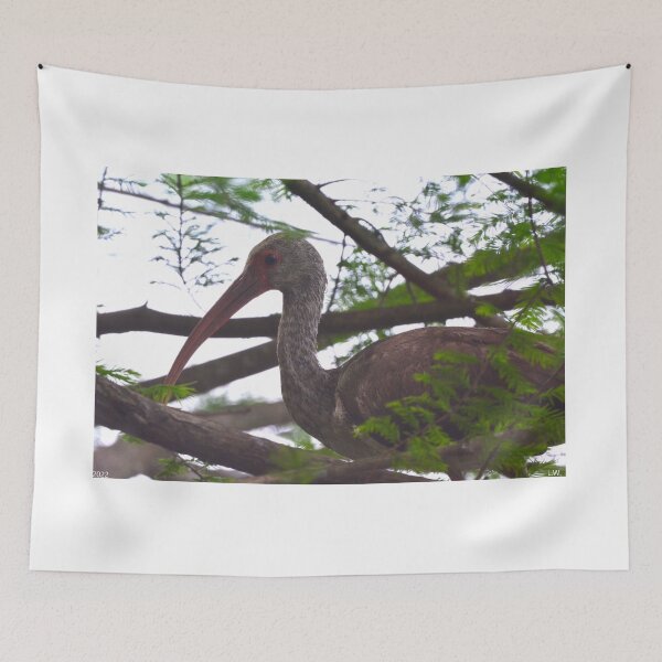 Item preview, Juvenile White Ibis Perched In A Tree  designed and sold by LisaWootenPhoto.