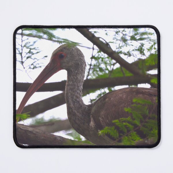 Item preview, Juvenile White Ibis Perched In A Tree designed and sold by LisaWootenPhoto.