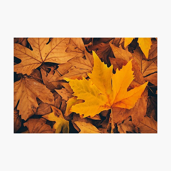 Item preview, Autumn fall leaves designed and sold by Life Images by Jill .