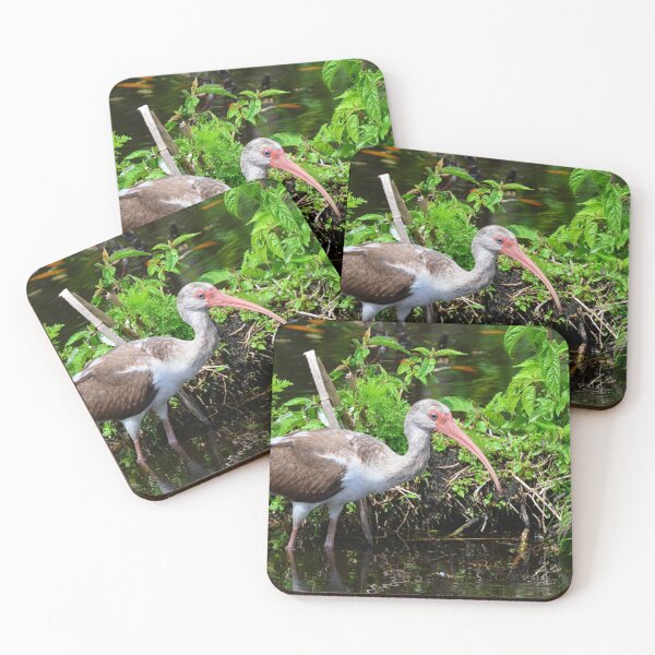 Item preview, Juvenile American White Ibis designed and sold by LisaWootenPhoto.