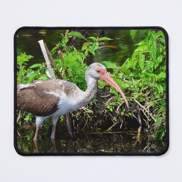 Item preview, Juvenile American White Ibis designed and sold by LisaWootenPhoto.