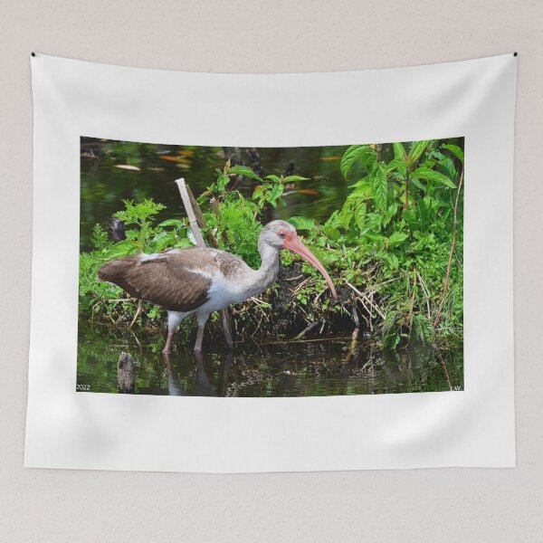 Item preview, Juvenile American White Ibis designed and sold by LisaWootenPhoto.