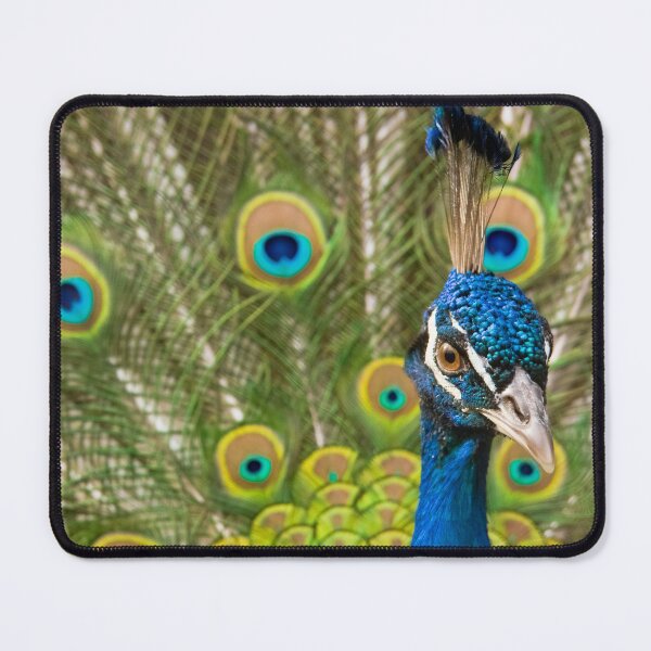 Item preview, Indian Peafowl designed and sold by Dominika Aniola.