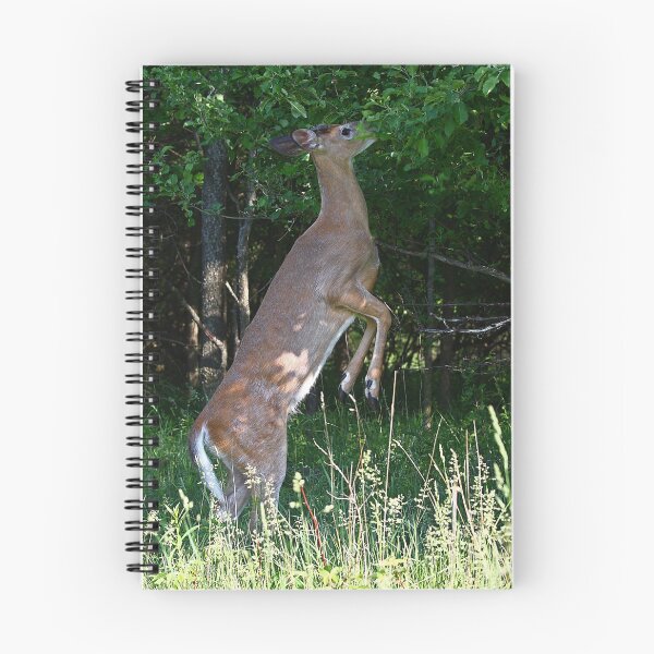 Item preview, Foraging for food - White-tailed deer designed and sold by James Cumming.
