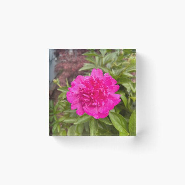 Item preview, pink peony  designed and sold by jessicamfitts.