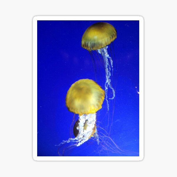 "Jellyfish Dance" Sticker for Sale by BCMDesigns Redbubble