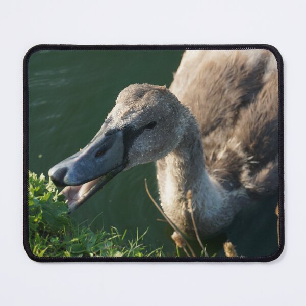 Item preview, Cygnet Eating designed and sold by Nicole Gath.