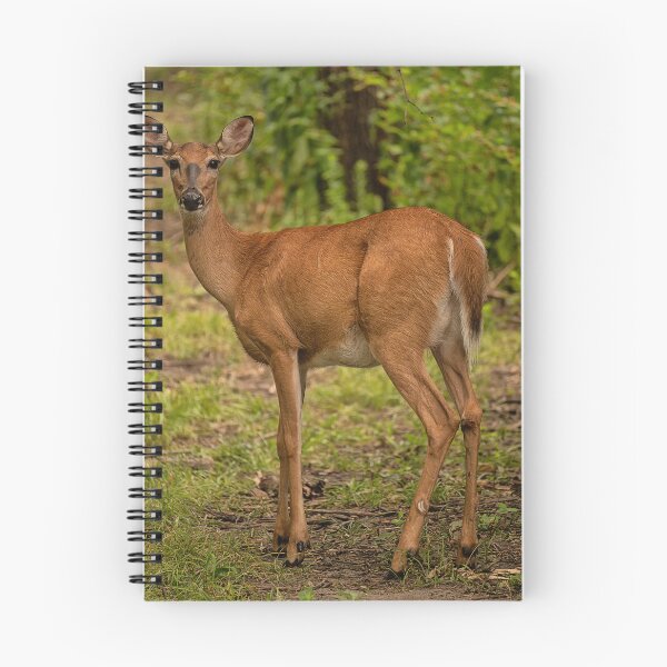 Item preview, Square deer designed and sold by Joel Bader.
