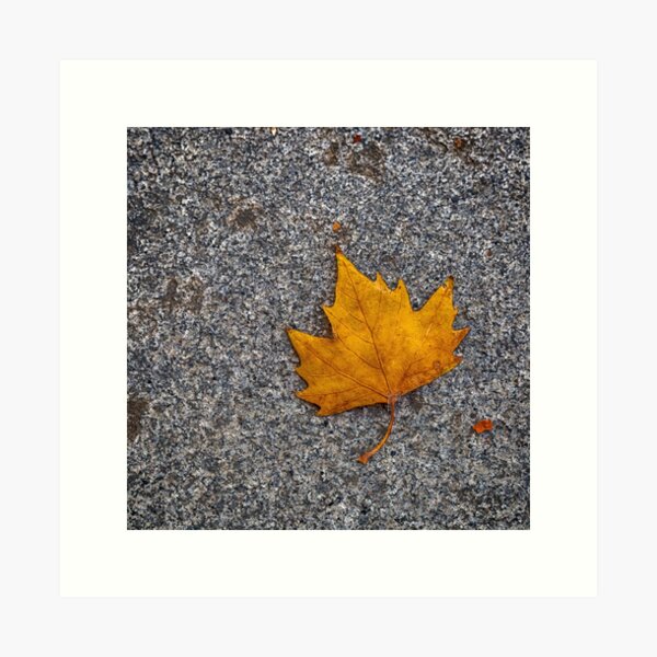A Leaf in Madrid Art Print