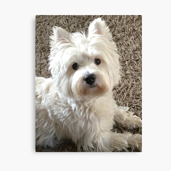 Westie Canvas Prints 