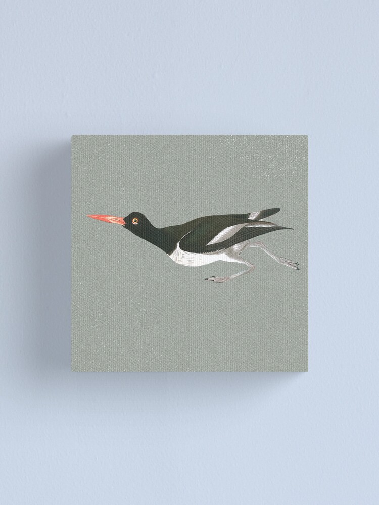 Alternate view of Oystercatcher on the run Canvas Print