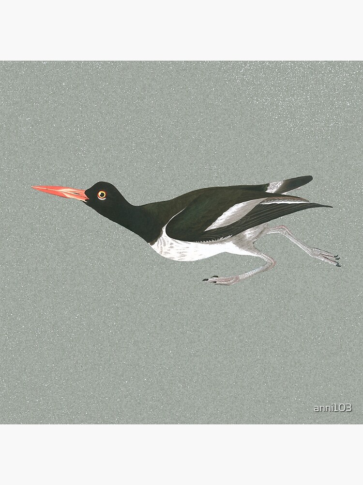 Oystercatcher on the run by anni103
