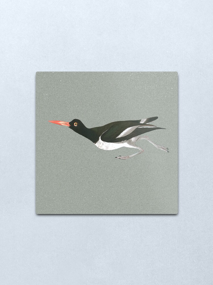 Alternate view of Oystercatcher on the run Metal Print