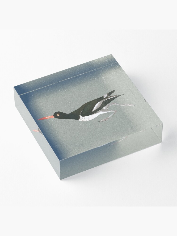 Alternate view of Oystercatcher on the run Acrylic Block