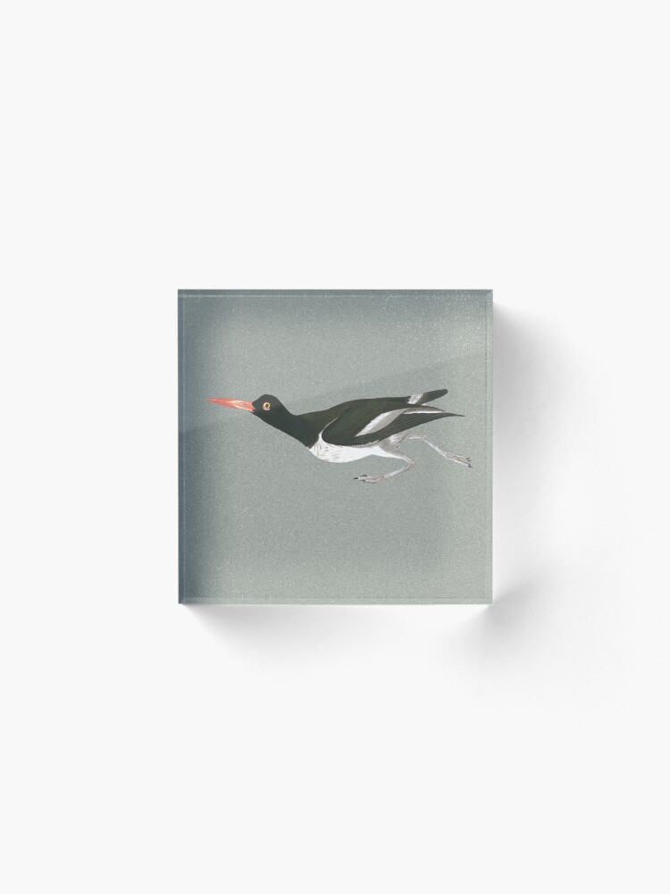 Alternate view of Oystercatcher on the run Acrylic Block