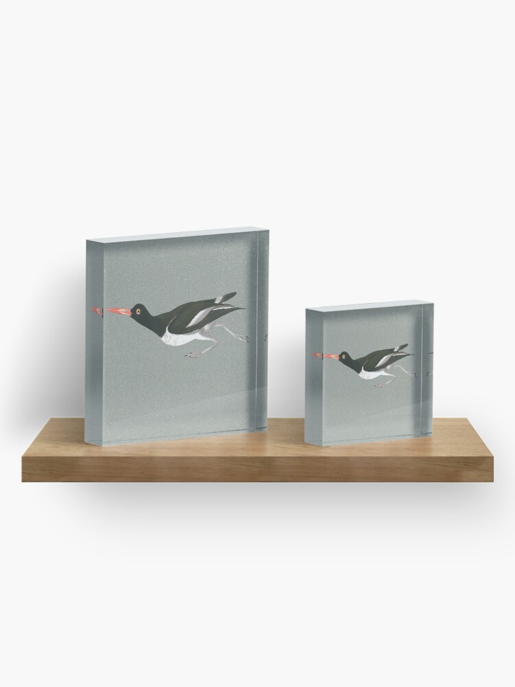 Alternate view of Oystercatcher on the run Acrylic Block