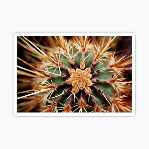 Star is Born Sticker