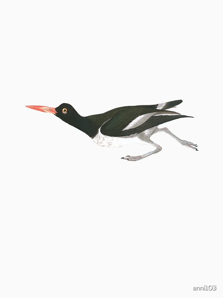 Oystercatcher on the run by anni103