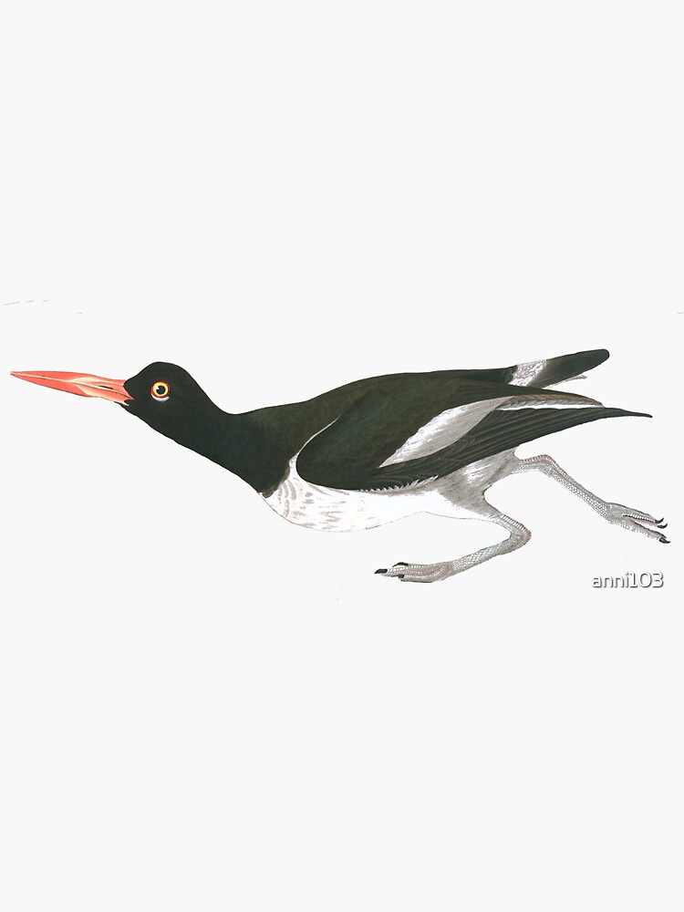 Oystercatcher on the run by anni103