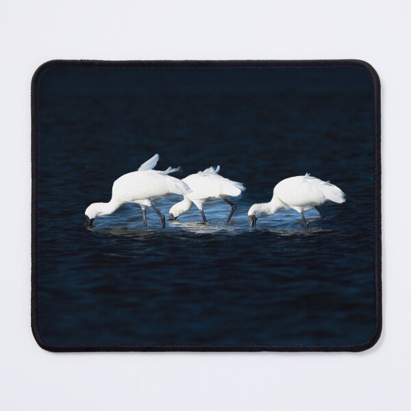 Item preview, Three bright white Royal spoonbill birds heads down searching for food designed and sold by Brian Scantlebury.