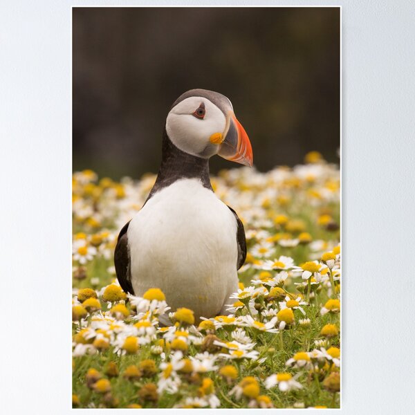 Item preview, Puffin designed and sold by Chris Good.