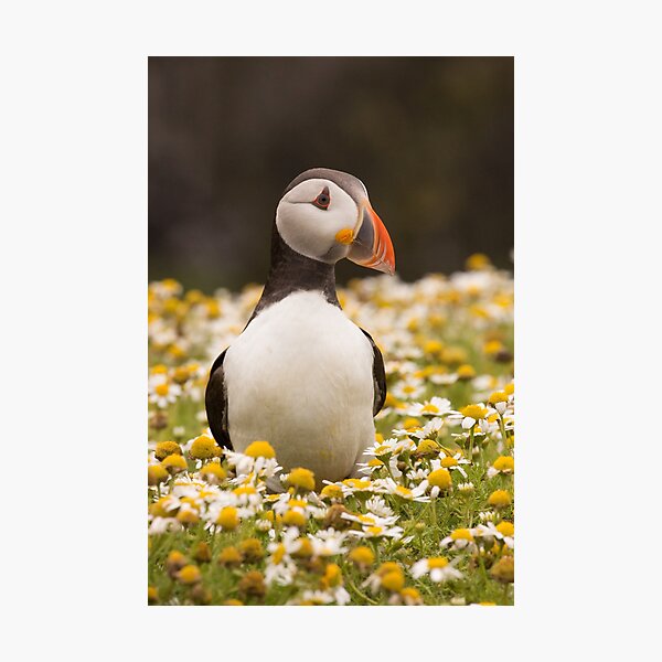 Puffin Photographic Print