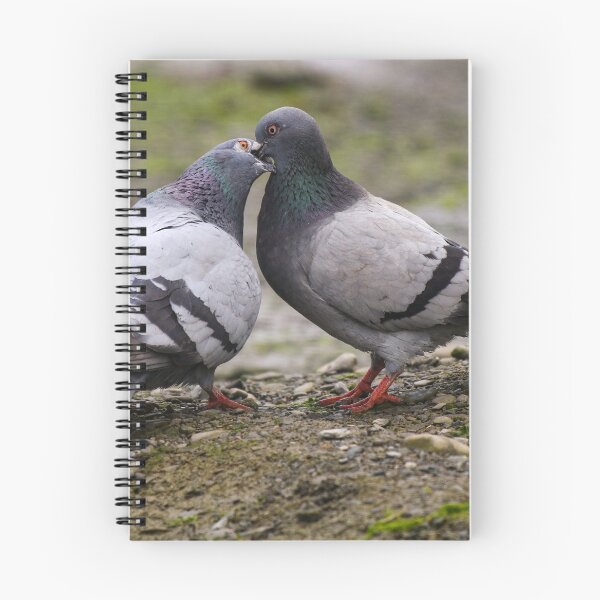 Item preview, Pigeon courtship designed and sold by GreyFeatherPhot.
