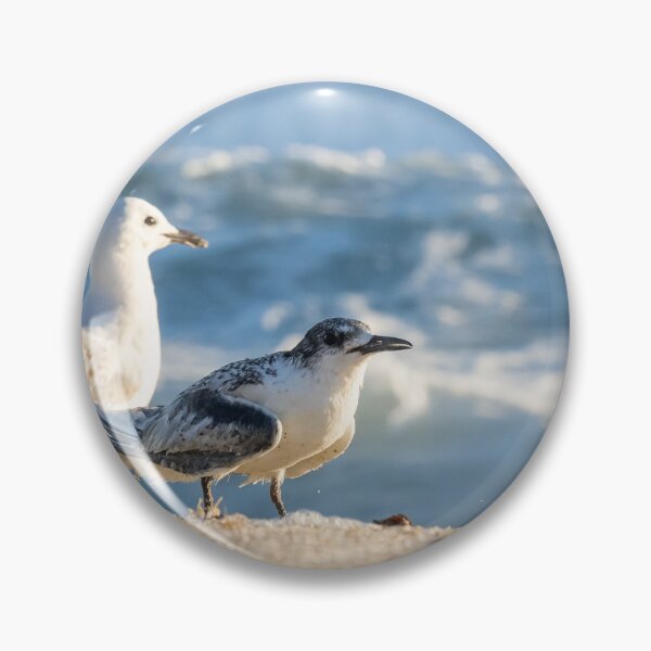 Item preview, Birds on beach. Juvenile white-fronted tern injured on beach and surrounded by seagulls perhaps to offer some protection. designed and sold by Brian Scantlebury.