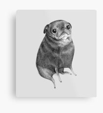 Sweet Black Pug Metal Print