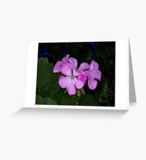 Pink Geranium Greeting Card