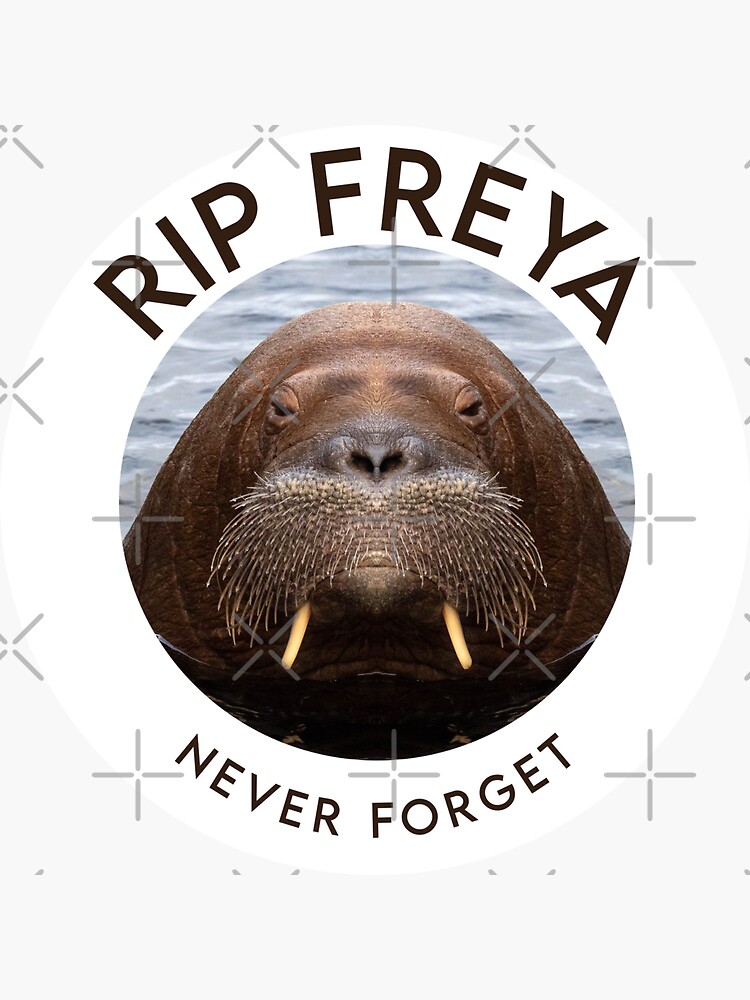 Queen Freya The Walrus Was Spotted Sinking Pleasure Boats In Norway