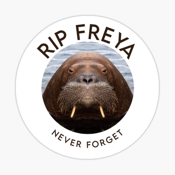 Item preview, Freya the walrus - RIP FREYA designed and sold by Borg219467.