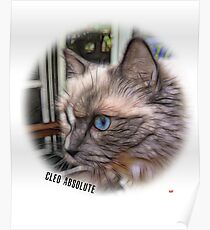 Cat Ragdoll Poster