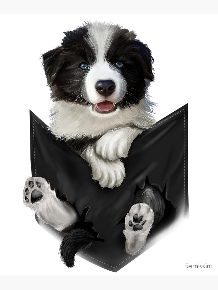 Pocket sales border collie