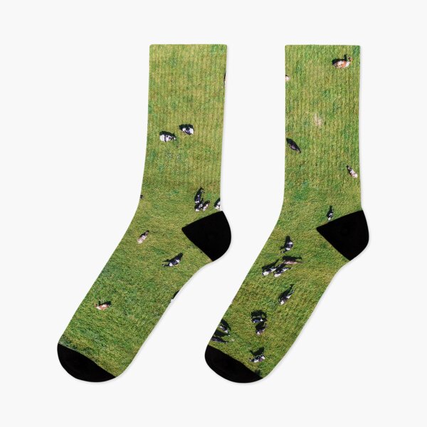 Item preview, Large herd of cows on green pasture designed and sold by Lukasz Szczepanski.