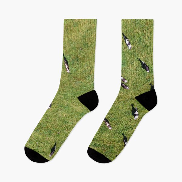 Item preview, Large herd of cows on green pasture designed and sold by Lukasz Szczepanski.