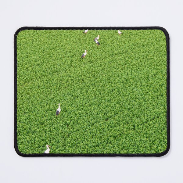 Item preview, Herd of storks seeking for food on green meadow designed and sold by Lukasz Szczepanski.