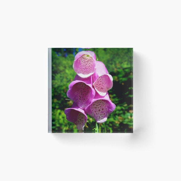 Item preview, Foxglove designed and sold by deedarragh.