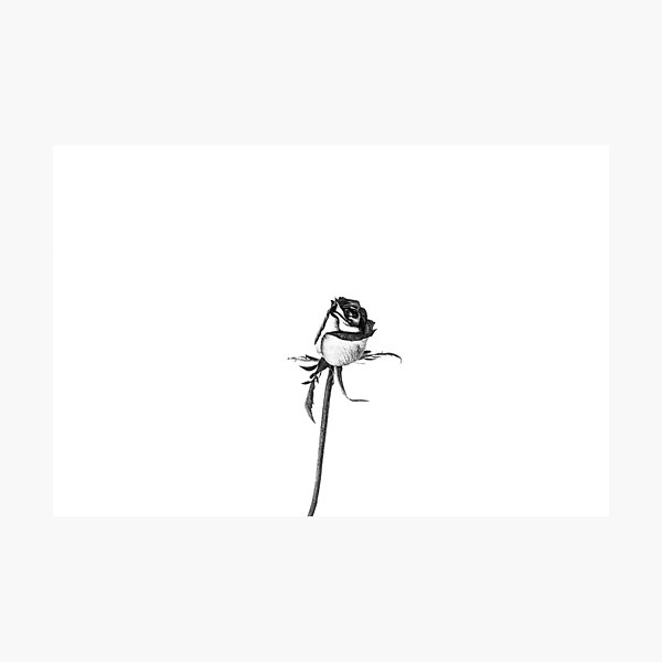 Single Rose on White Photograph by Nobs Norbury. Photographic Print