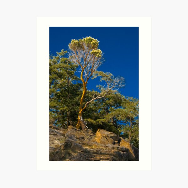 Lone Arbutus Art Print